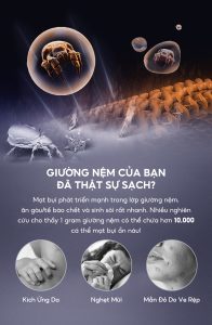ảnh hưởng của mạt bụi giường