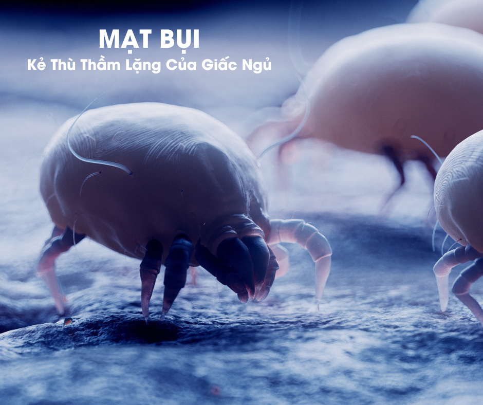 hút bụi giường nệm